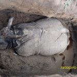 गैंडा तस्करले खाल्डोमा पारेर  दुई वटा गैँडा मारे